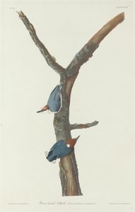 Brunhovedet nøddetække af Robert Havell after John James Audubon