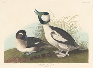 Buffelhovedet And af Robert Havell after John James Audubon