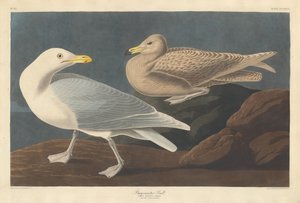 Borgmester Gull af Robert Havell after John James Audubon