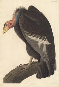 Californisk grib af Robert Havell after John James Audubon