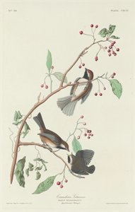 Canadisk mejse af Robert Havell after John James Audubon