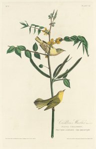 Børnesanger af Robert Havell after John James Audubon