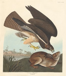 Almindelig musvåge af Robert Havell after John James Audubon
