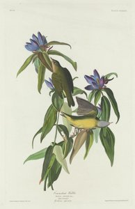 Connecticut Warbler af Robert Havell after John James Audubon