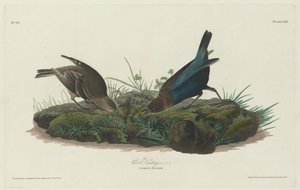 Kogræsse af Robert Havell after John James Audubon