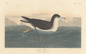 Dusky Petrel af Robert Havell after John James Audubon