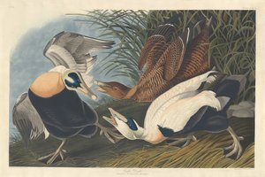 Edderfugl af Robert Havell after John James Audubon
