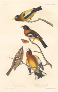 Aften Grosbeak og Spotted Grosbeak af Robert Havell after John James Audubon