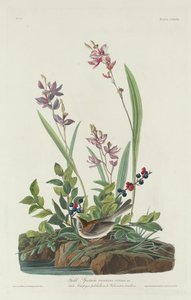 Markspurv af Robert Havell after John James Audubon