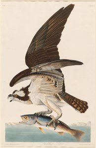 Fiskehøg af Robert Havell after John James Audubon