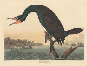 Florida Skarv af Robert Havell after John James Audubon