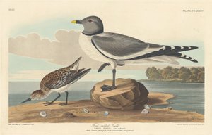 Gaffelhalemåge af Robert Havell after John James Audubon