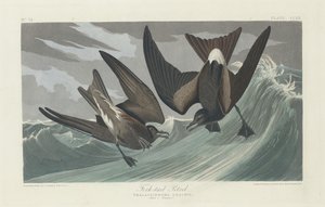 Gaffelhale Petrel af Robert Havell after John James Audubon