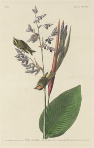 Gylden-crested Wren af Robert Havell after John James Audubon