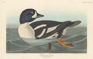 And med gyldne øjne af Robert Havell after John James Audubon