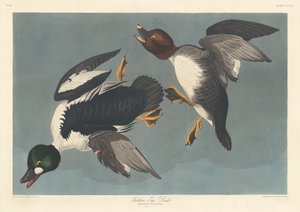 And med gyldne øjne af Robert Havell after John James Audubon