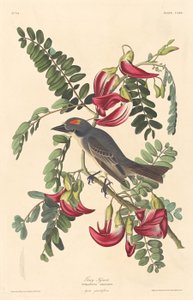 Grå Tyran af Robert Havell after John James Audubon