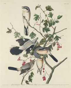Great American Shrike eller Butcher Bird