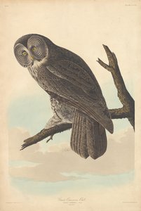 Stor Cinereous Ugle af Robert Havell after John James Audubon