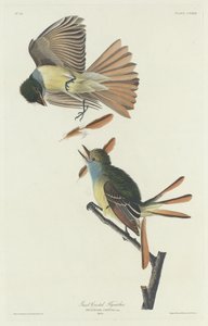 Stor nakkefluesnapper af Robert Havell after John James Audubon