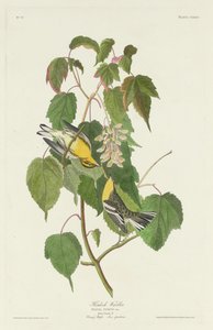 Hemlock Warbler af Robert Havell after John James Audubon