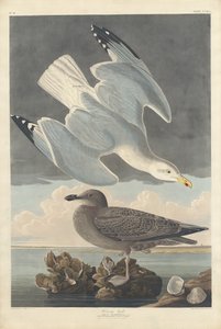 Sildemåge af Robert Havell after John James Audubon