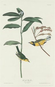Hættesanger af Robert Havell after John James Audubon