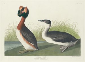 Horned lappedykker af Robert Havell after John James Audubon