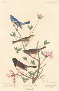 Lazuli Finch, Clay-farvet Finch og Oregon Snow Finch af Robert Havell after John James Audubon