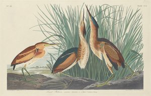 Mindst bittert af Robert Havell after John James Audubon