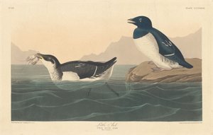Lille Auk af Robert Havell after John James Audubon