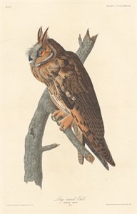 Langøret ugle af Robert Havell after John James Audubon