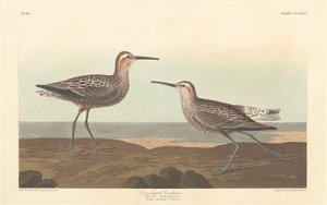 Langbenet Sandpiper af Robert Havell after John James Audubon