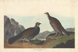 Langhale eller Dusky Grous af Robert Havell after John James Audubon