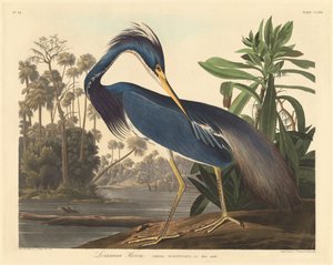 Louisiana Heron af Robert Havell after John James Audubon
