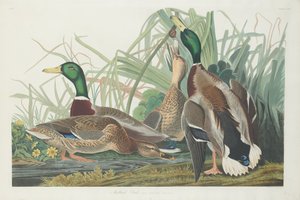 Gråand af Robert Havell after John James Audubon