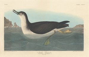Manks Shearwater af Robert Havell after John James Audubon