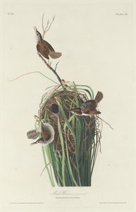 Marsh Wren af Robert Havell after John James Audubon