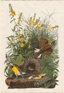 Eng Lærke af Robert Havell after John James Audubon
