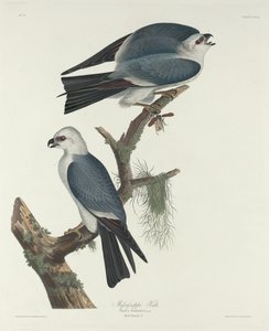 Mississippi drage af Robert Havell after John James Audubon