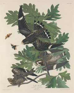 Night Hawk af Robert Havell after John James Audubon