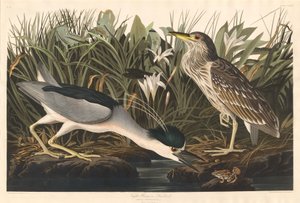 Nattehejre eller kvadfugl af Robert Havell after John James Audubon