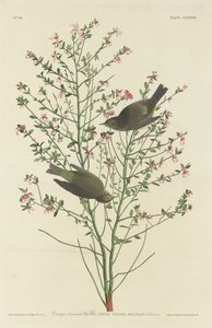 Orange-kronet Sanger af Robert Havell after John James Audubon