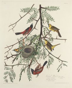 Orchard Oriole af Robert Havell after John James Audubon