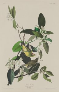 Palmesanger af Robert Havell after John James Audubon