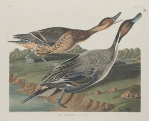 Pin-tailed Duck af Robert Havell after John James Audubon