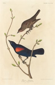 Præriestære af Robert Havell after John James Audubon