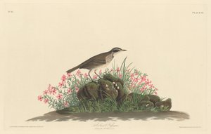 Præriens titelark af Robert Havell after John James Audubon