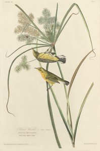 Præriesanger af Robert Havell after John James Audubon