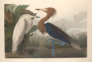 Lilla hejre af Robert Havell after John James Audubon